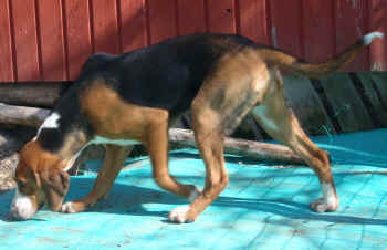 Tahvonm�en Rollo 7 kk